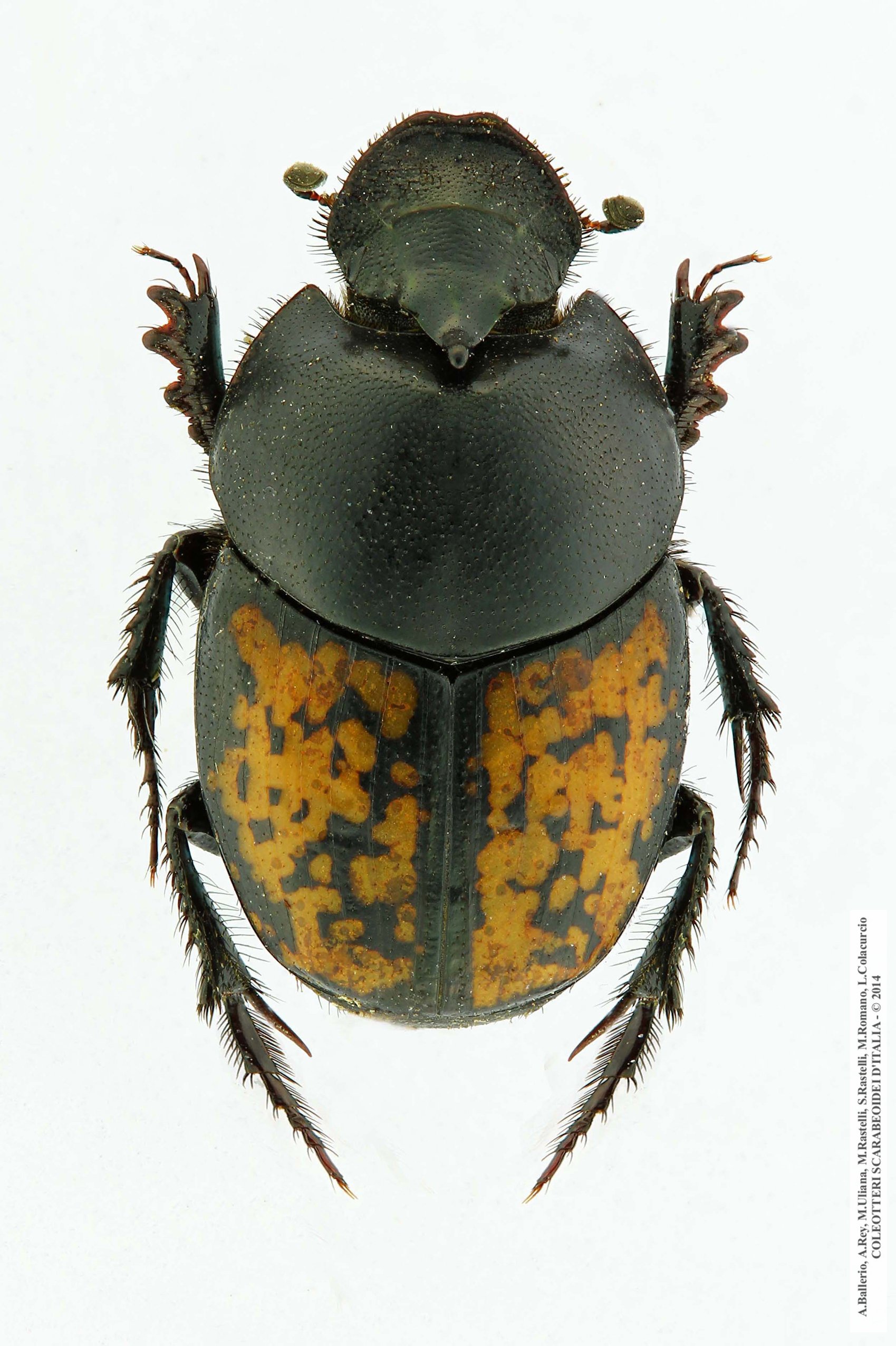 Onthophagus andalusicus, maschio